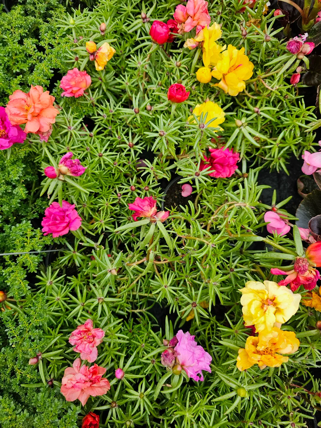 Portulaky