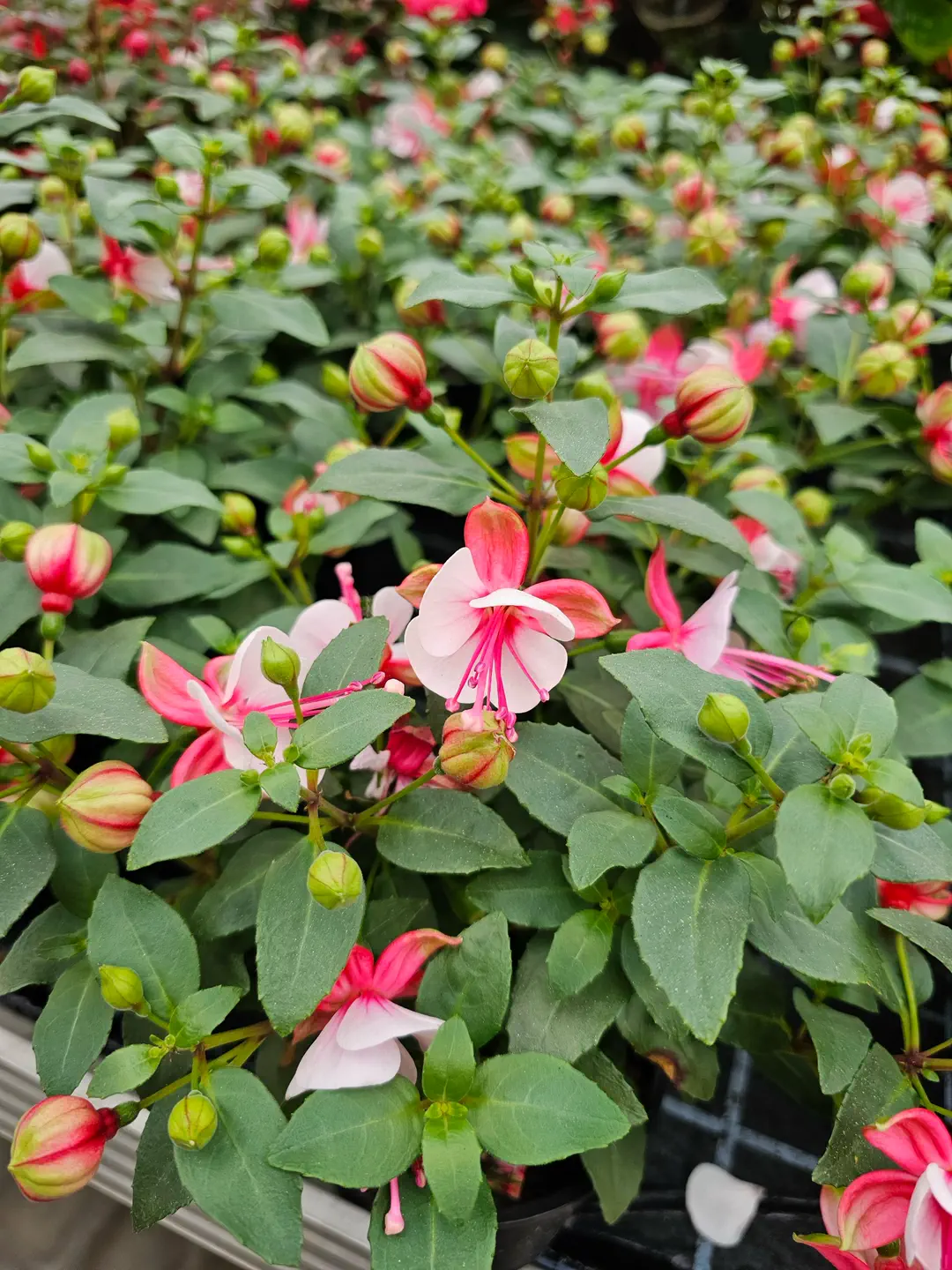 Fuchsie