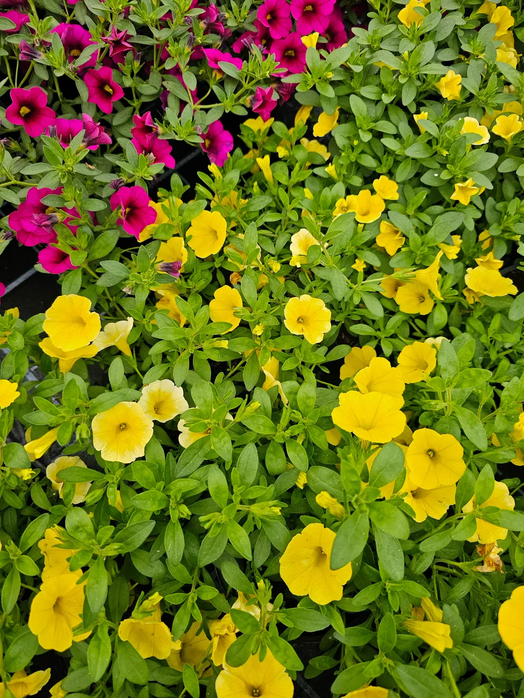 Žltá calibrachoa